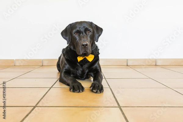 Fototapeta Portrait of a black labrador with yellow bowtie looking at the camera. Front view