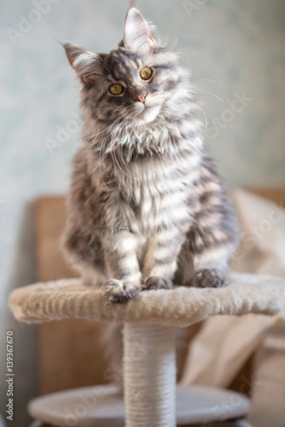 Obraz young Maine Coon cat