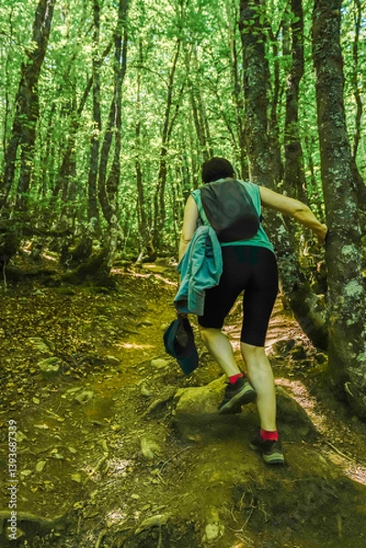 Fototapeta Beeches in the enchanted forest of the Riaño reserve