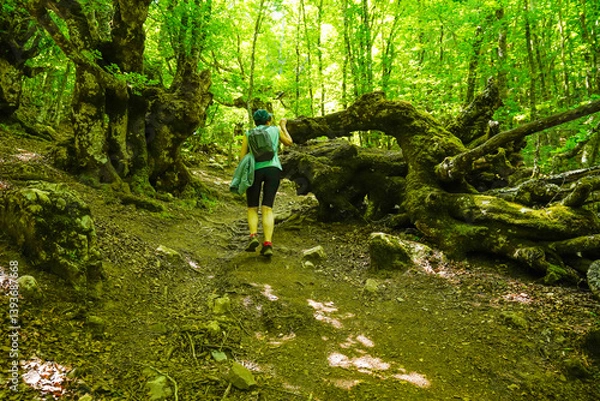 Fototapeta Beeches in the enchanted forest of the Riaño Reserve