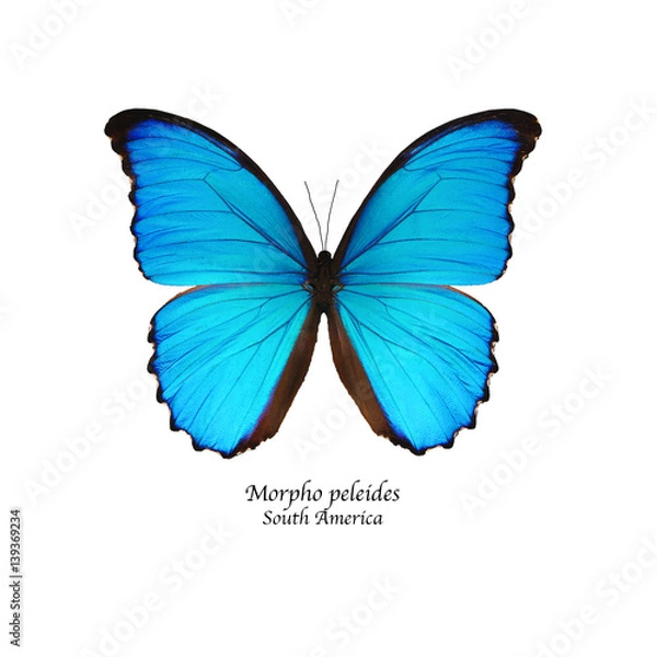 Fototapeta blue morpho