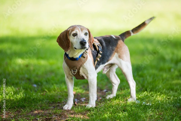 Fototapeta old beagle outside on grass