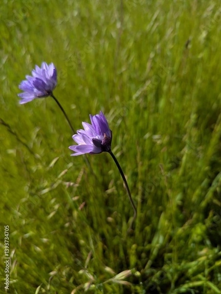 Obraz a pair of purple wildflowers in the springtime
