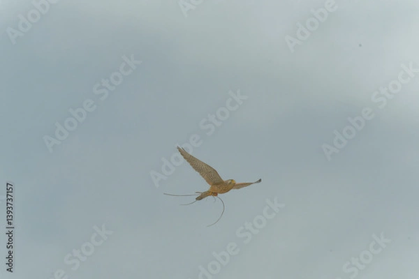 Fototapeta A kestrel caught a lizard