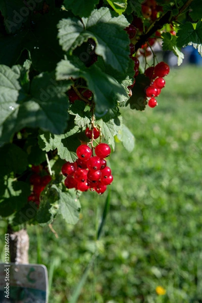 Obraz Branch of ripe red currant in the garden. Redcurrant berries close up. Detail.