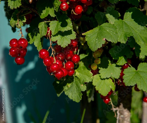 Obraz Branch of ripe red currant in the garden. Redcurrant berries close up. Detail.