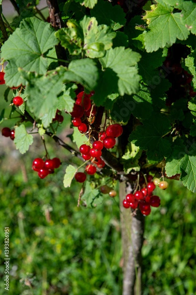 Obraz Branch of ripe red currant in the garden. Redcurrant berries close up. Detail.