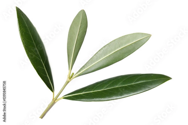 Obraz Green Olive Branch with Leaves