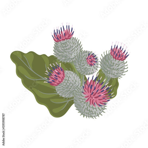Fototapeta woolly burdock, field flower, vector drawing wild plants at white background,Arctium tomentosum ,floral element, hand drawn botanical illustration