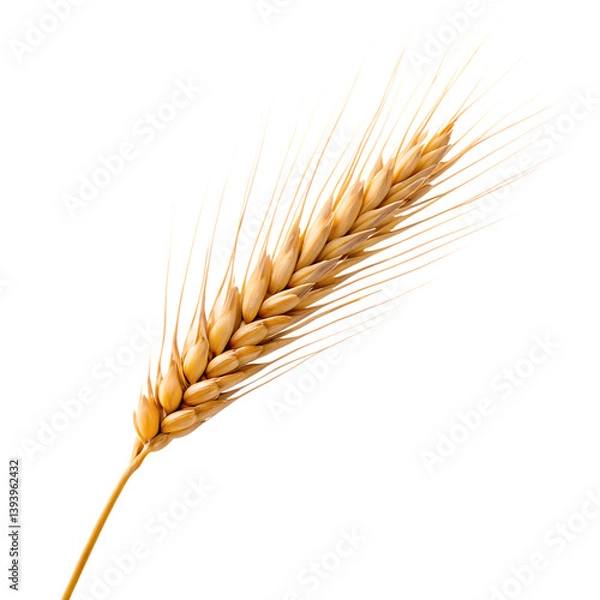Obraz ear of wheat