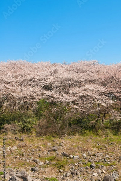 Fototapeta 벚꽃 풍경