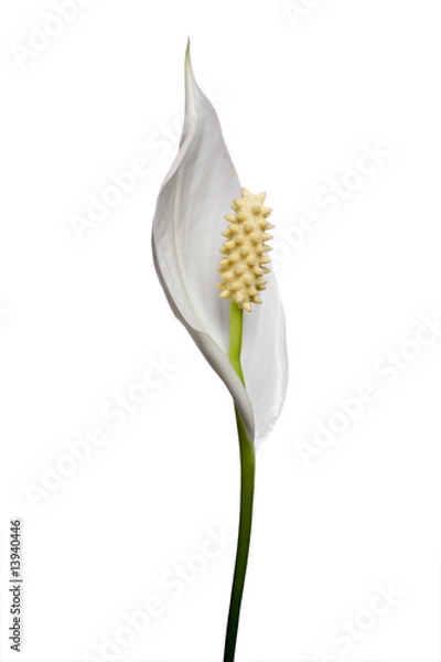 Obraz Peace Lily
