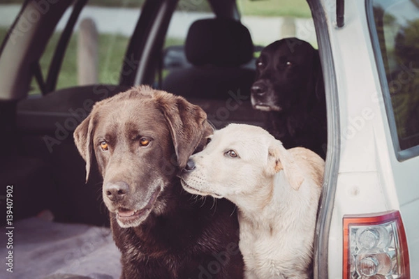 Fototapeta Three Labrador Retrievers sit in the back of a car while the white puppy shows affection towards one of the adult dogs.