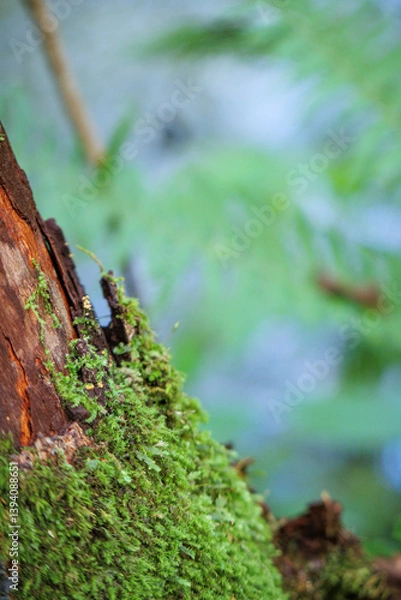 Fototapeta 木の幹に生えた苔