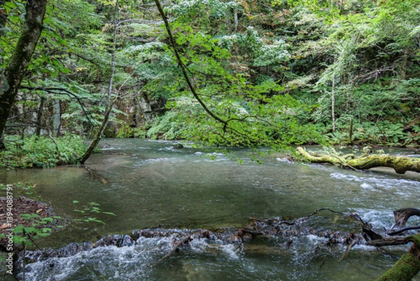 Fototapeta 夏の森の中にある川