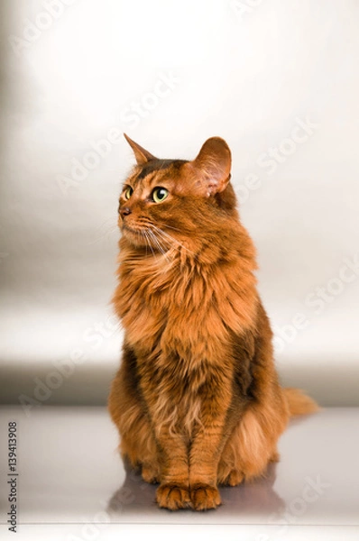 Obraz Somali cat portrait