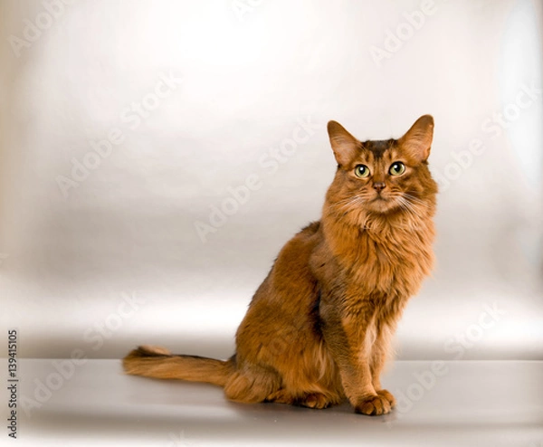 Obraz Somali cat portrait
