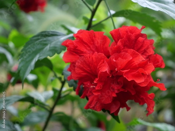 Fototapeta Hibiscus (Hibiscus rosa-sinensis) is a vibrant, tropical flowering plant known for its large, colorful blooms. It is commonly found in gardens, landscaping, and tropical regions around the world. 