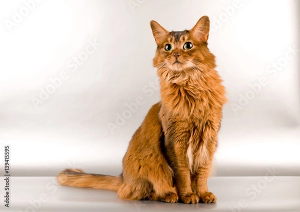 Obraz Somali cat portrait