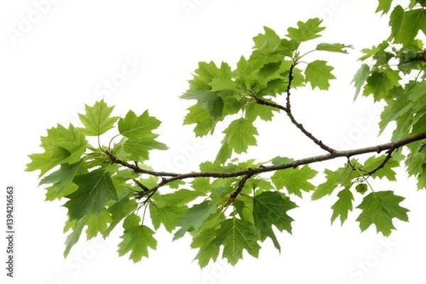Obraz Branch of a green tree on white background