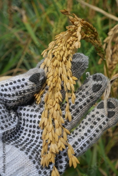 Fototapeta Rice is a staple crop grown in fields known as paddy fields, where it thrives in flooded conditions. The rice plant, scientifically known as *Oryza sativa*, requires ample water, warmth, and fertile 