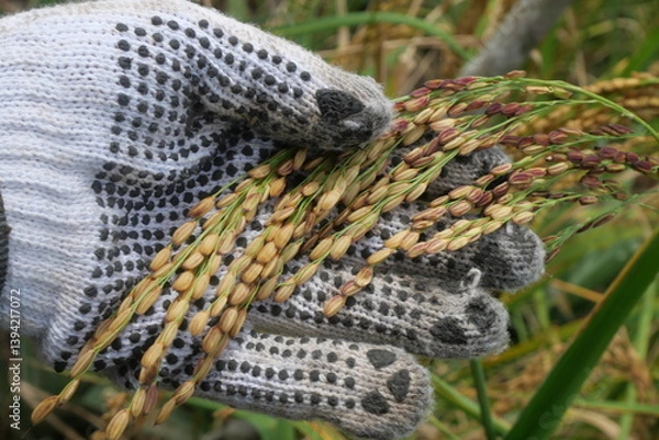 Fototapeta Rice is a staple crop grown in fields known as paddy fields, where it thrives in flooded conditions. The rice plant, scientifically known as *Oryza sativa*, requires ample water, warmth, and fertile 