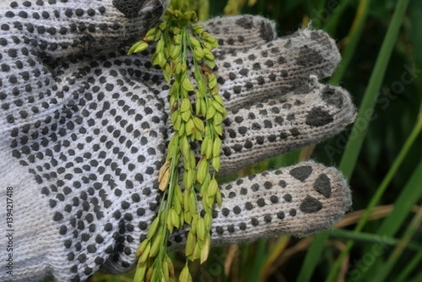 Fototapeta Rice is a staple crop grown in fields known as paddy fields, where it thrives in flooded conditions. The rice plant, scientifically known as *Oryza sativa*, requires ample water, warmth, and fertile 