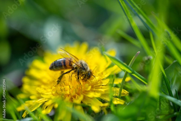 Obraz a macro shot of a honeybee covered in yellow pollen collecting nectar from a bright yellow dandelion flower against a blurred green background