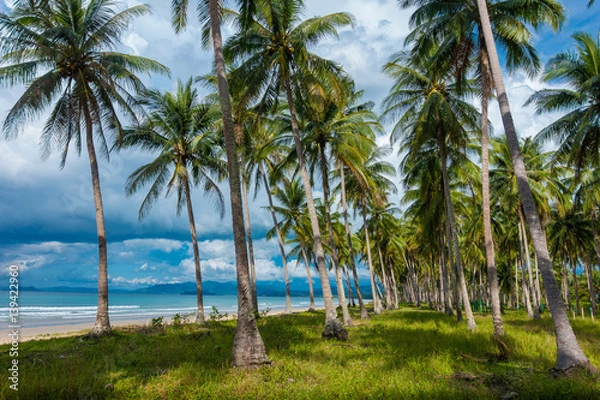 Obraz Coconut trees on unspoiled virgin Long Beach - San Vicente, Palawan