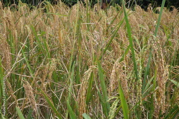 Fototapeta Rice is a staple crop grown in fields known as paddy fields, where it thrives in flooded conditions. The rice plant, scientifically known as *Oryza sativa*, requires ample water, warmth, and fertile 