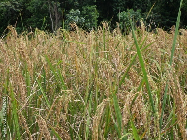 Fototapeta Rice is a staple crop grown in fields known as paddy fields, where it thrives in flooded conditions. The rice plant, scientifically known as *Oryza sativa*, requires ample water, warmth, and fertile 