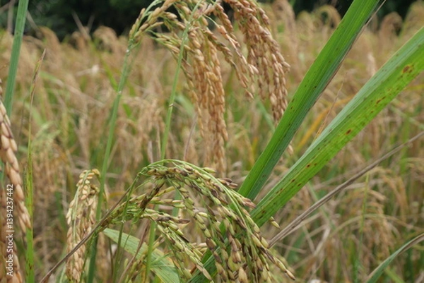 Fototapeta Rice is a staple crop grown in fields known as paddy fields, where it thrives in flooded conditions. The rice plant, scientifically known as *Oryza sativa*, requires ample water, warmth, and fertile 