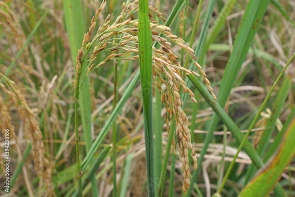 Fototapeta Rice is a staple crop grown in fields known as paddy fields, where it thrives in flooded conditions. The rice plant, scientifically known as *Oryza sativa*, requires ample water, warmth, and fertile 