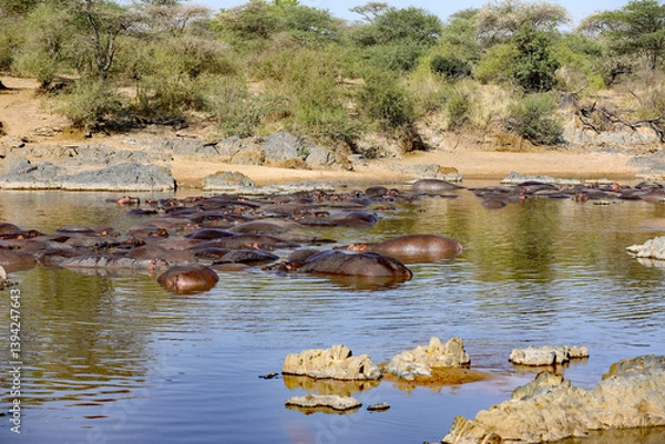 Obraz Flusspferde im Fluss