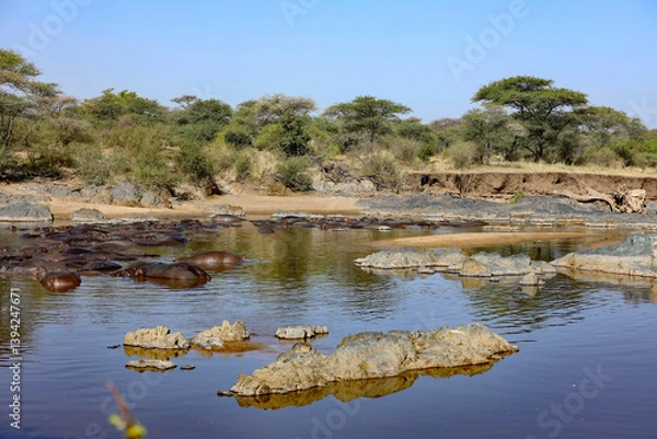 Obraz Flusspferde im Fluss
