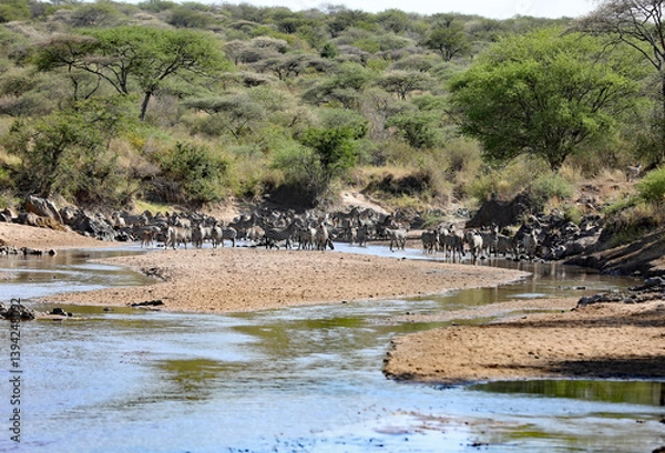 Obraz Great Migration Zebras