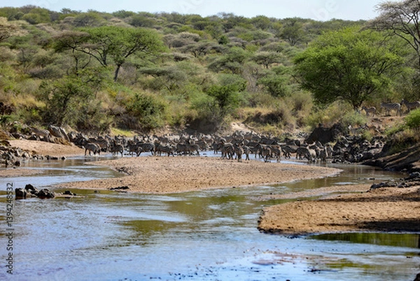 Obraz great migration zebras