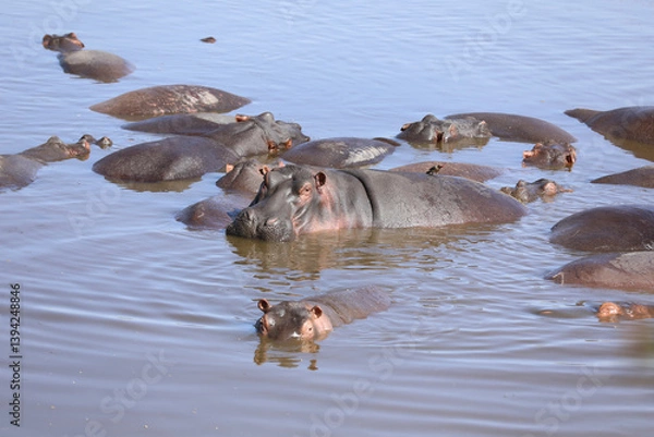 Obraz Flusspferde im wasser