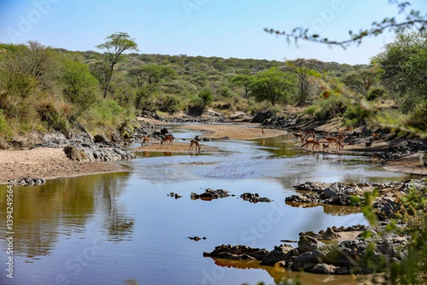 Obraz Impalas im Fluss