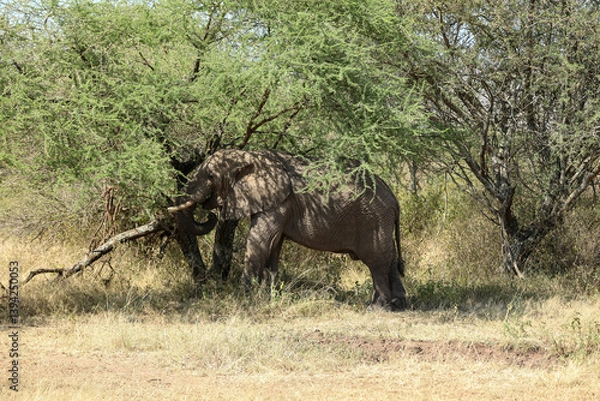 Obraz Elefant im Busch