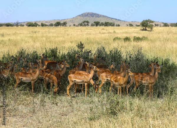 Obraz Herde Schwarzfersenantilope im Schatten