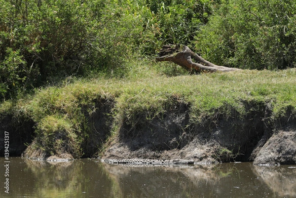 Obraz Krokodil im Wasser