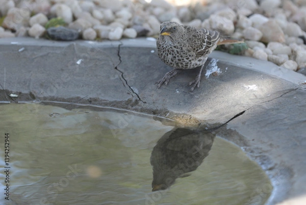 Obraz Rotschwanzweber (rufous-tailed weaver)