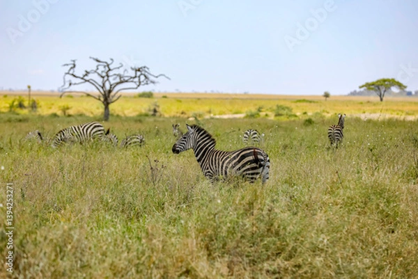 Obraz Zebras