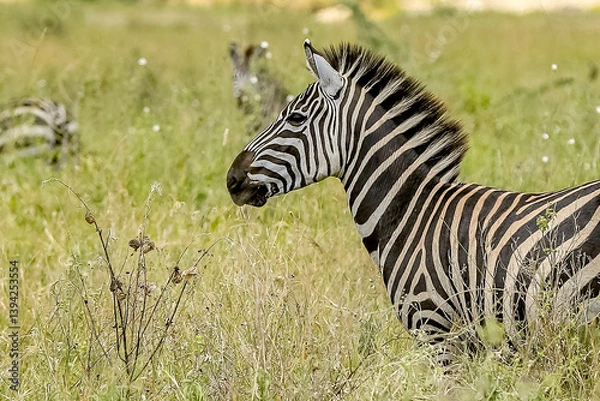 Obraz kleines Zebra im Profil