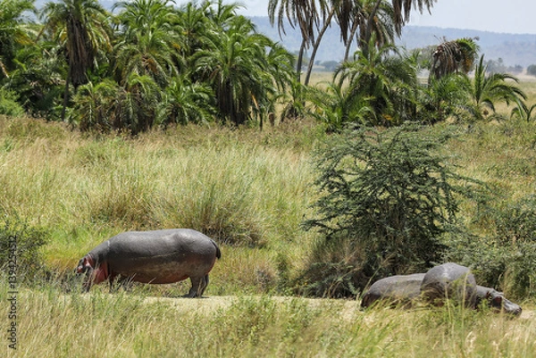 Obraz Flusspferde unter Palmen