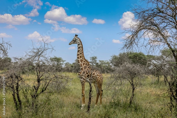 Obraz Giraffe in Afrika