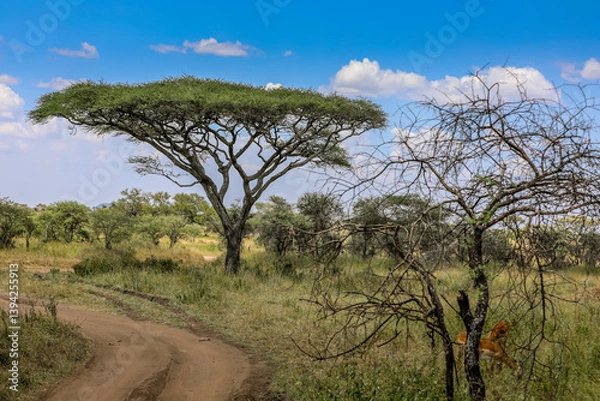 Obraz Akazie in Afrika