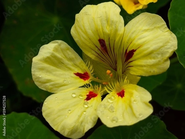 Obraz white and yellow flower