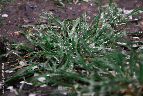 Fototapeta Raindrops on green grass. Weather and weather conditions concept